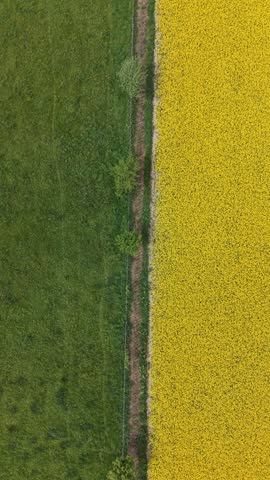 Aerial drone footage of a vibrant yellow rapeseed field in Wiltshire, England, showcasing blooming flowers across the rural countryside. Scenic elevated view highlighting the beauty of British farmland during springtime.