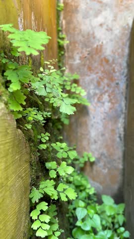 Lush Green Maidenhair Ferns and Moss Growing on a Weathered Stone Wall