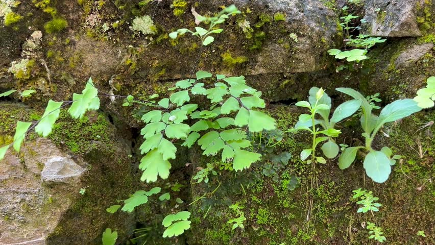 Close-up of Green Maidenhair Ferns and Moss Growing on a Weathered Stone Wall