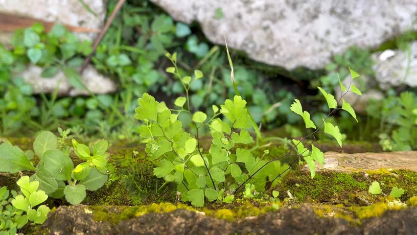 Small Green Maidenhair Fern Growing on a Mossy Stone Wall in Nature