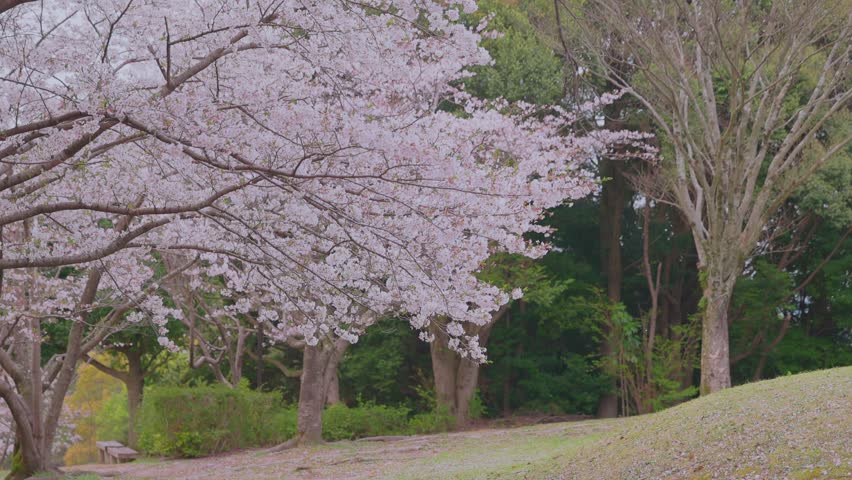 A serene, high-quality shot of cherry blossoms (Sakura) in full bloom on a gentle slope in a Japanese park. The delicate pink flowers create a stunning contrast against the lush green forest in the background. This footage perfectly captures the essence of spring in Japan. Ideal for travel documentaries, cultural projects, and themes of renewal, peace, and natural beauty.