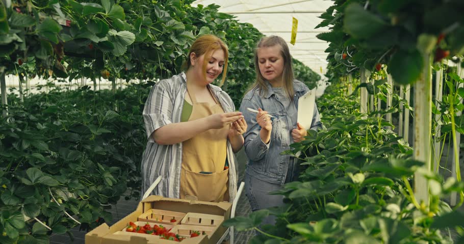 Women talk while they pick strawberries in a greenhouse during a sunny summer day. Laughter fills the air as they work