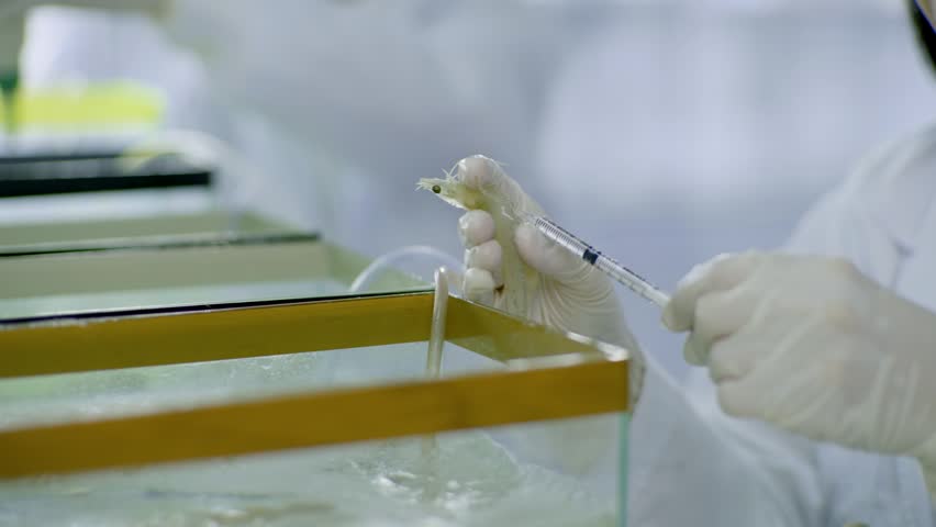 A researcher in a laboratory injecting a test shrimp with a syringe for scientific experiment and aquatic research.