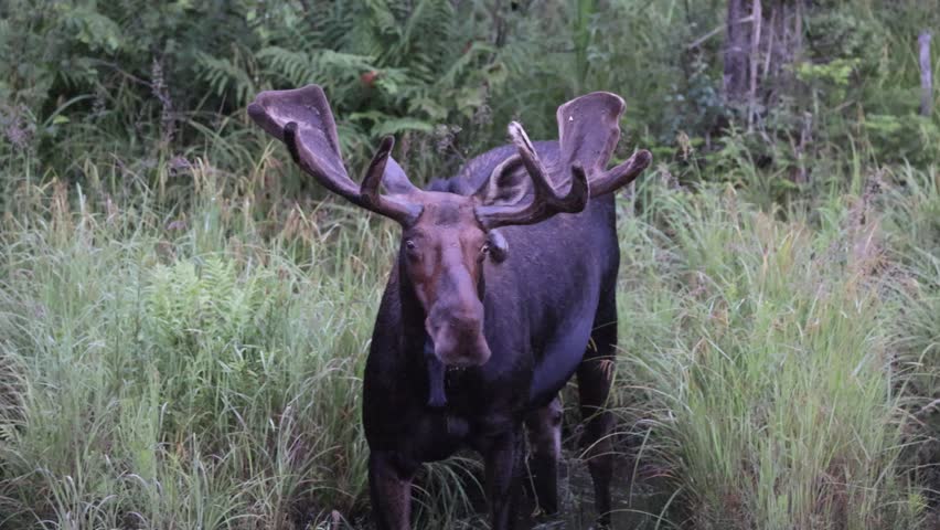 June 29 2024 Giant bull moose eating in Algonquin Provincial Park Ontario