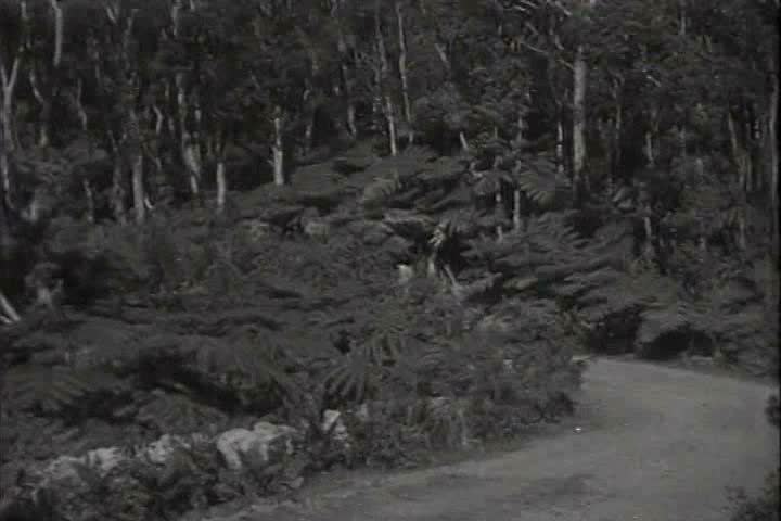 1910s - Seattle, Washington 1917 - Driving along forest roads