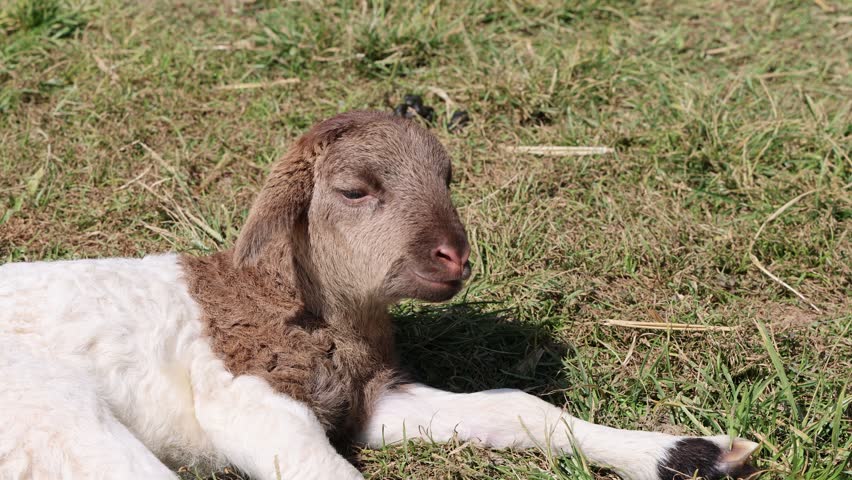 Young sheep lying down on grass, animal, nature, outdoors.