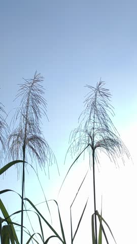 Sugarcane flowers blooming with soft silvery plumes, swaying gracefully in the breeze and creating a beautiful natural scene in a tropical agricultural landscape.
