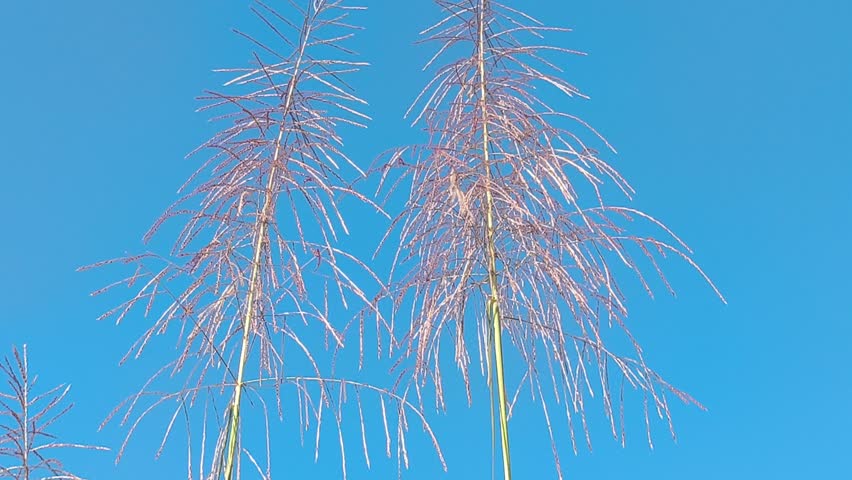 Sugarcane flowers blooming with soft silvery plumes, swaying gracefully in the breeze and creating a beautiful natural scene in a tropical agricultural landscape.