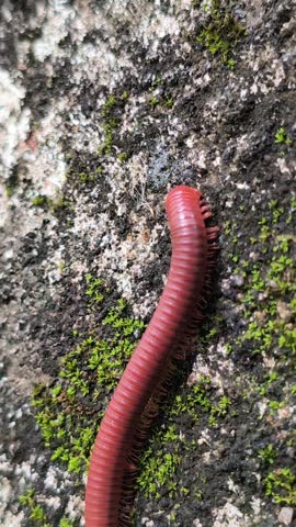 A small millipede crawling along a wall surface, showcasing its many legs and segmented body, creating a natural macro scene with texture and subtle movement.