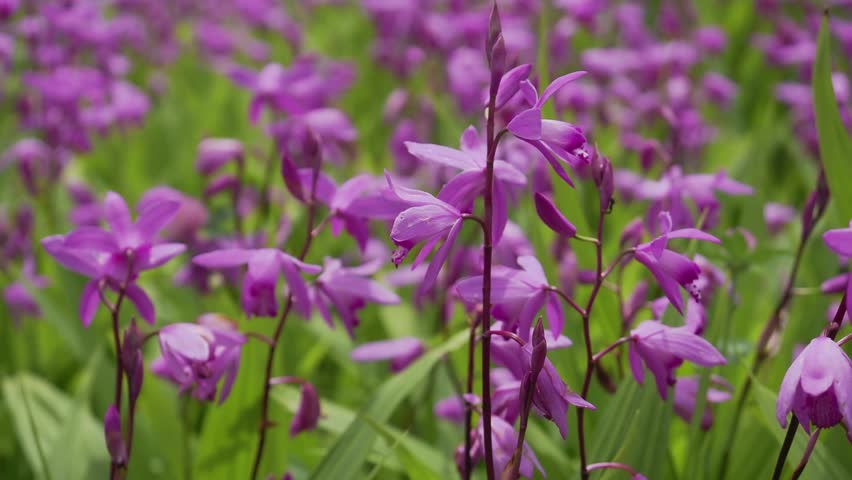 Urn orchid or Bletilla striata Reich
