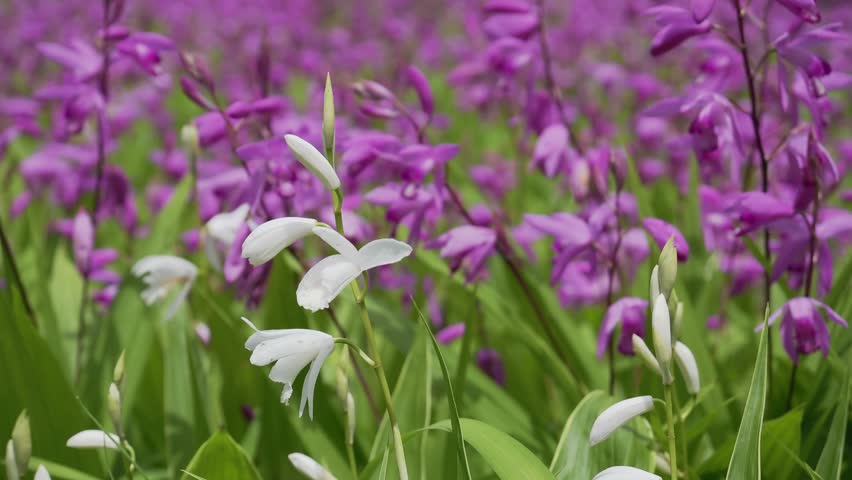 Urn orchid or Bletilla striata Reich
