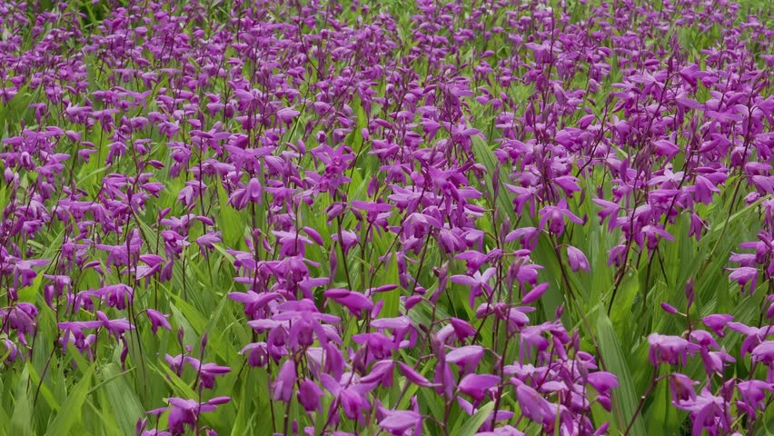 Urn orchid or Bletilla striata Reich
