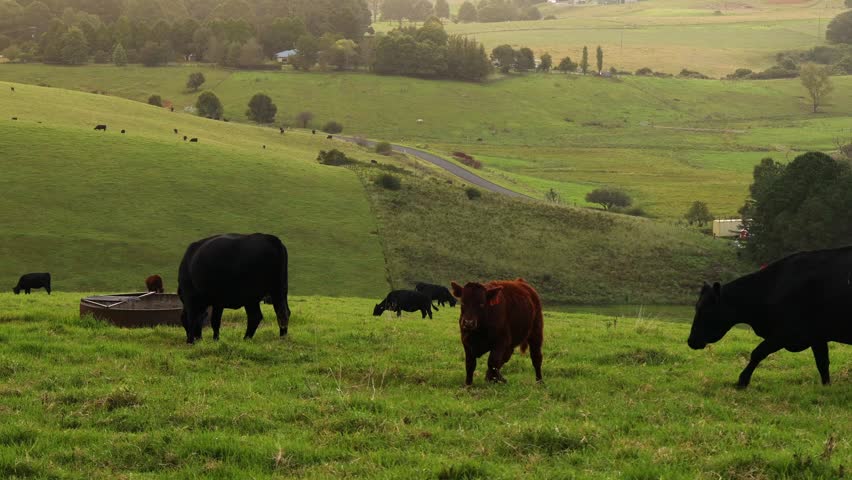 Cows on green hills, rural landscape, peaceful grazing.