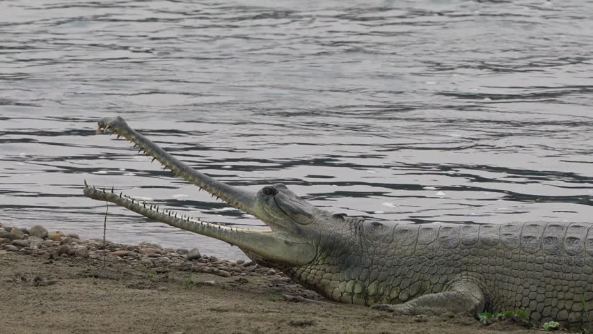 Large gharial resting on riverbank with jaws open