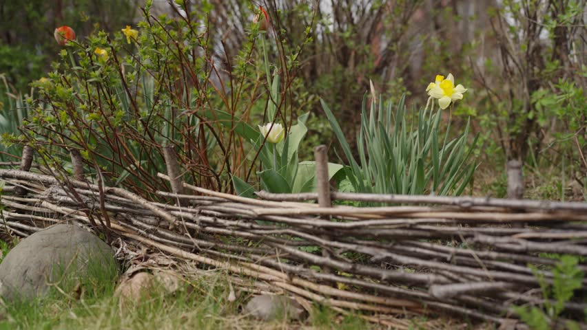 Rustic wattle fence borders a spring garden with blooming daffodils and tulips amid leafing shrubs. A charming countryside scene.