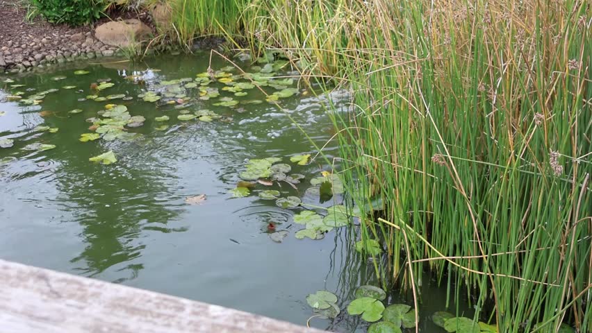 A tranquil garden pond features floating lily pads and aquatic plants alongside tall reeds growing at the water
