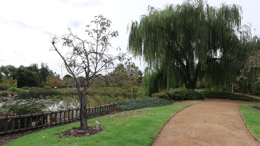 A peaceful garden pathway winds through a well-maintained botanical park featuring a majestic weeping willow tree and manicured lawns in Australia. The serene landscape includes a small pond with water features visible in the background, creating a tranquil atmosphere for visitors seeking natural beauty.