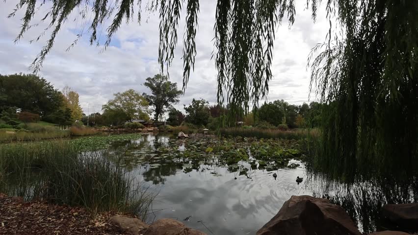 A serene Japanese-style garden pond with lily pads and water plants framed by graceful weeping willow branches in an Australian botanical setting. The tranquil scene features lush greenery, ornamental grasses, and scattered rocks creating a peaceful atmosphere under an overcast sky.