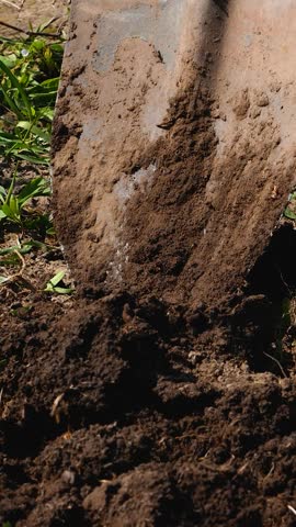 A person will dig up a piece of land in the garden with a shovel. Preparing the site for planting vegetables. Work on a personal plot.