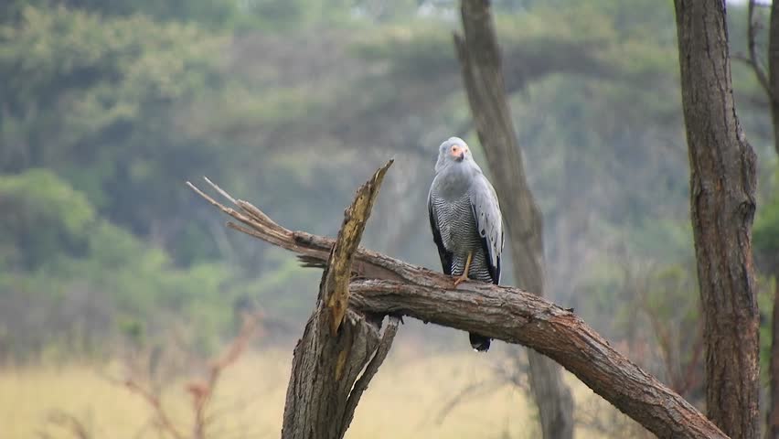 Secretary bird stands alert on African savanna branch, showing orange face and long legs. Grey raptor surveys open grassland habitat, poised above brush within sunlit wilderness. The tall predatory bird adds search value for raptor behavior, savanna hunting, long legged avian anatomy, and grassland biodiversity. Secretary birds are famous terrestrial birds of prey that stride through open habitats while scanning for reptiles, insects, and small animals.