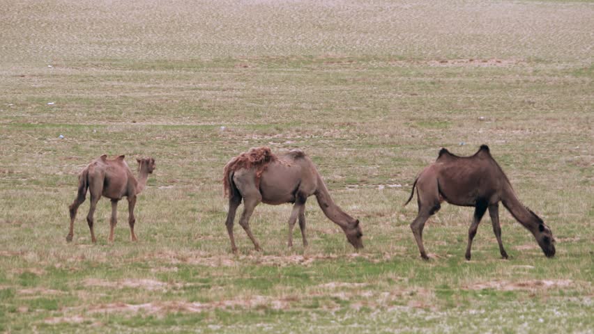 Two humped bactrian camels walk across Taklamakan desert with sparse plants and dry sand. Paired ungulates travel through arid Chinese dryland, embodying endurance in harsh habitat. The paired camels add relevance for desert adaptation, Silk Road imagery, caravan heritage, and arid ecosystem survival. Bactrian camels store fat in two humps and are suited to harsh cold desert and steppe climates, connecting the clip to Central Asian wildlife, dryland travel, and traditional transport themes.
