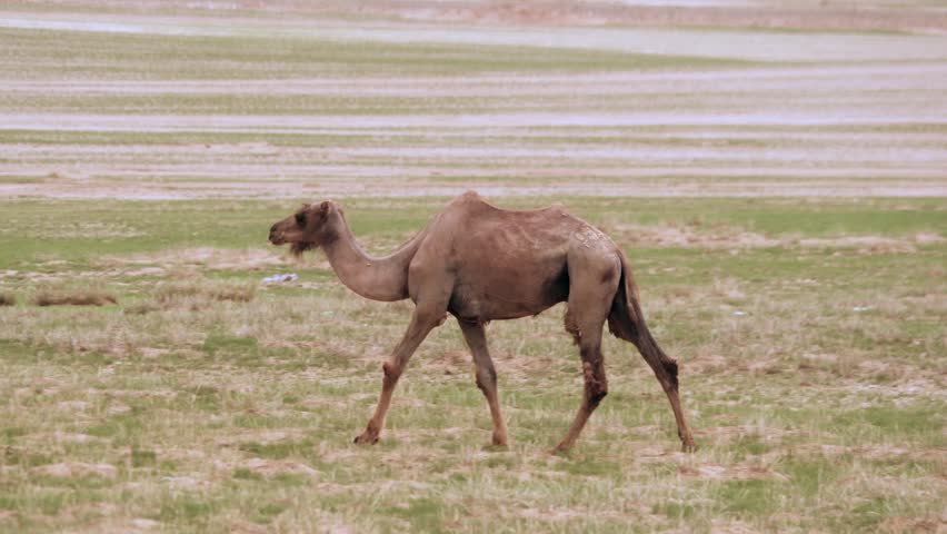 Two humped bactrian camels walk across Taklamakan desert with sparse plants and dry sand. Paired ungulates travel through arid Chinese dryland, embodying endurance in harsh habitat. The paired camels add relevance for desert adaptation, Silk Road imagery, caravan heritage, and arid ecosystem survival. Bactrian camels store fat in two humps and are suited to harsh cold desert and steppe climates, connecting the clip to Central Asian wildlife, dryland travel, and traditional transport themes.