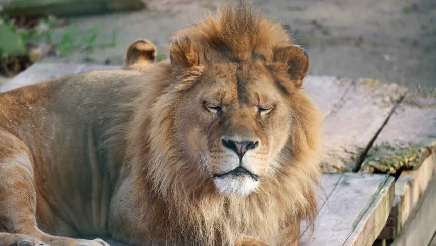Majestic lion resting in sunlit environment