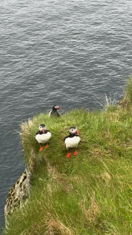 Three Atlantic puffins standing together on a grassy cliff overlooking the ocean, Faroe Islands
