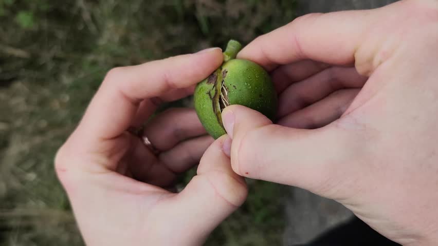 Close up view of male hands peeling the green husk from a freshly picked walnut. Healthy organic food harvesting and foraging concept