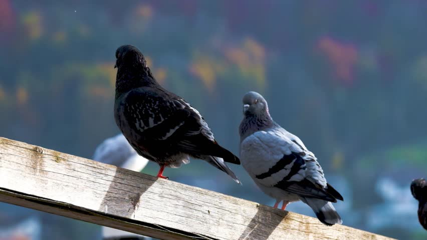 A close-up shot of two pigeons, one dark and one grey, resting together on a wooden fence railing in a natural outdoor park setting.