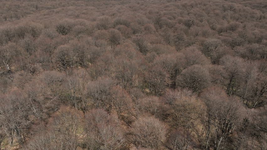 Aerial view of Sabaduri forest in Georgia at spring season with beautiful mountains and blue cloudy sky background.