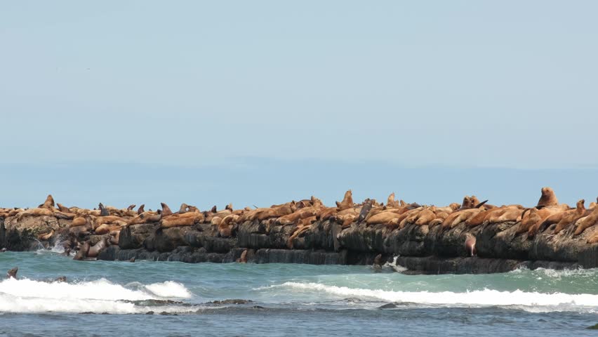 A large colony of sea lions lies on the breakwater.