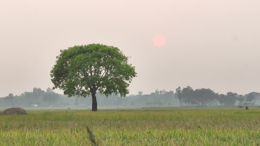 Single lush green tree standing majestically in the middle of a vast rural field during a hazy. Atmospheric sunset. Creating a serene and picturesque landscape with the sun setting in the background