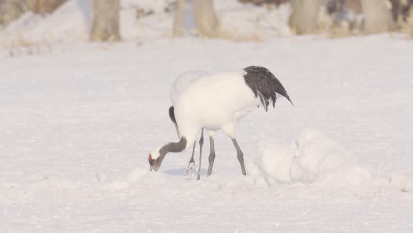 a group of Red-crowned Cranes (also known as Japanese Cranes) in a vast, snow-covered field.