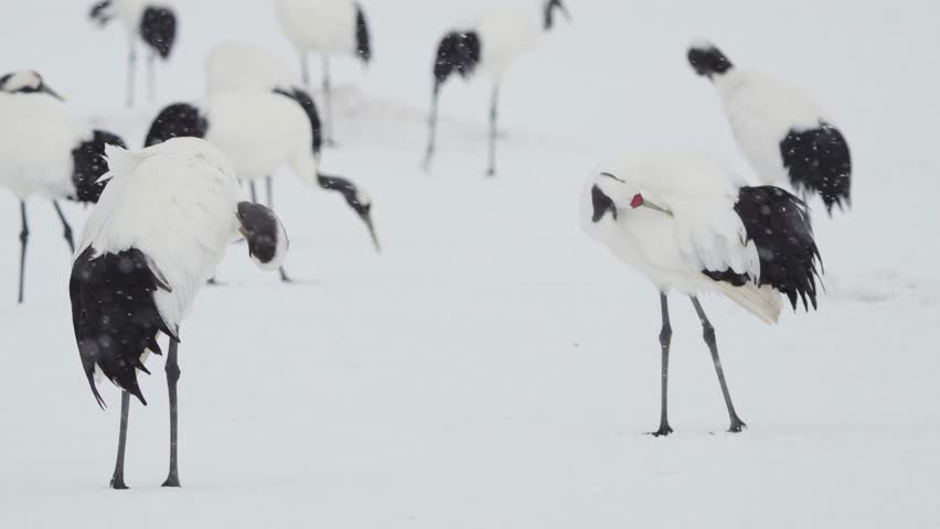 a group of Red-crowned Cranes (also known as Japanese Cranes) in a vast, snow-covered field.