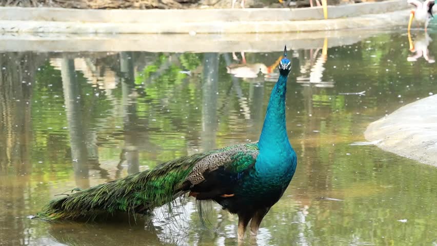 blue peacock standing in the pond looking around in the park, adult indian blue peafowl in its natural habitat, peacock routine footage