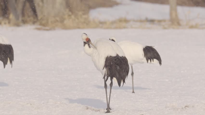 a group of Red-crowned Cranes (also known as Japanese Cranes) in a vast, snow-covered field.