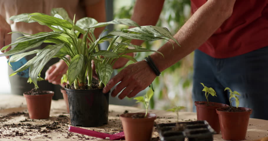 Senior couple gardening at potting table man reaching in adjusting black nursery pot potting plants. Pair, seedlings, workbench, sunlit, interior, greenery, tending