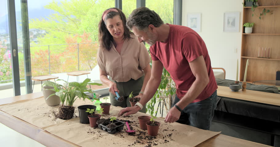 Seeing seed tray, couple standing, placing seedlings, misting soil, repotting plants for growth. Duo, gardening, pots, greenery, home, sunlit, collaboration