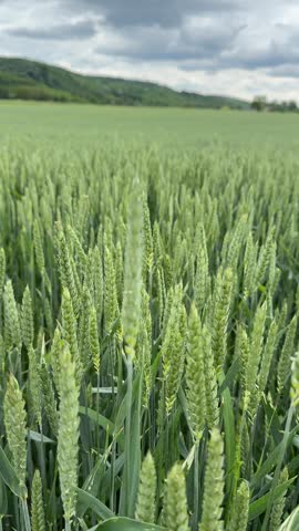 Close view of green wheat heads in a wide field under cloudy sky, fresh spring growth and rural calm, ideal for agriculture and nature themes