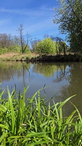 River landscape with trees and reeds in summer or spring, vertical video. Calm natural scene with small river flowing through countryside in Poland, Eastern Europe
