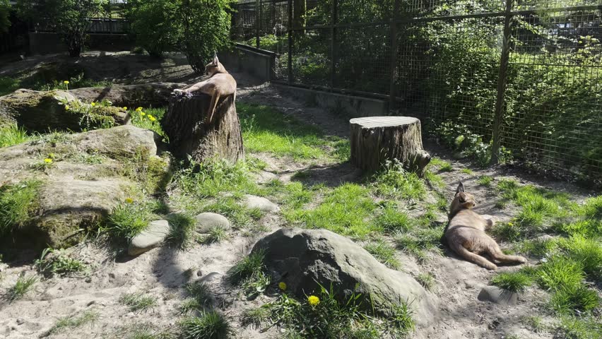 Two wild caracal cats (Caracal caracal) resting under sunlight in a zoo enclosure. Wildlife conservation and animal care.