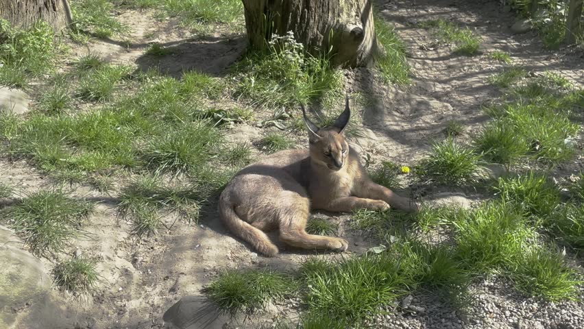 Two wild caracal cats (Caracal caracal) resting under sunlight in a zoo enclosure. Wildlife conservation and animal care.