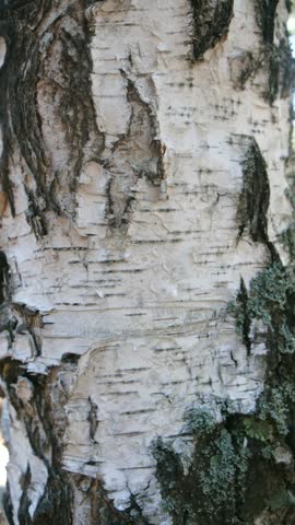 Detailed close up view of a birch tree trunk showing the natural texture of its white and black bark with green moss growing on it, creating an abstract background of a wild forest