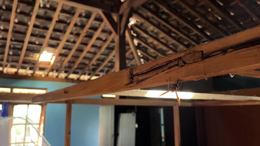 Wasp begins building a small nest on a wooden mosquito net frame inside a traditional rural bedroom during daytime, captured in close-up with a calm yet tense atmosphere showing natural insect behavior and home ecology in tropical village life.