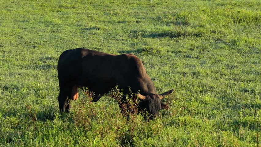 Magnificent black bull with horns eating grass in a lush green field. Bovine animal pasturing freely in a rural farm landscape
