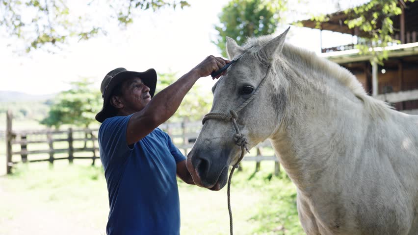 Dedicated elderly stableman with a hat lovingly grooming a white horse. The man is brushing the horse