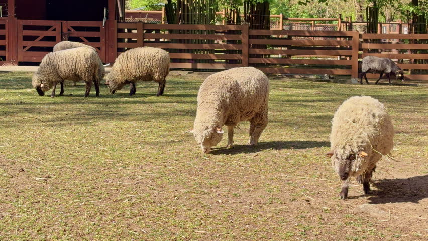 Flock of Sheep Grazing in a Wooden Paddock on a Sunny Farm