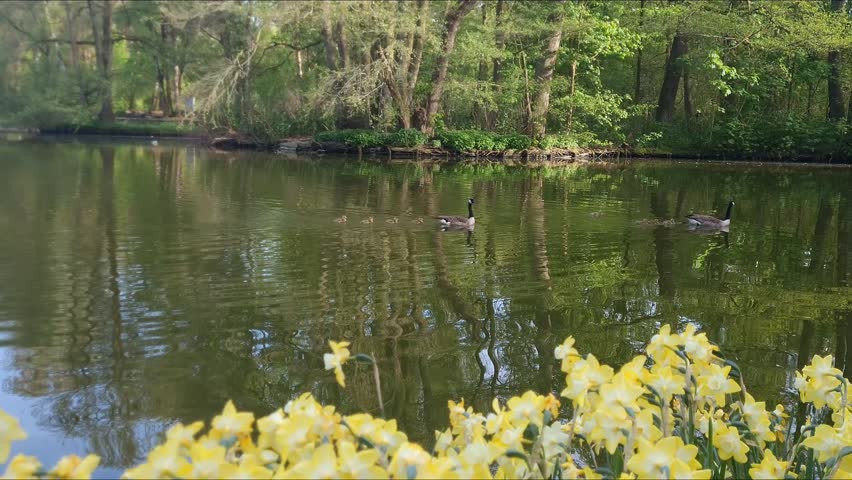 A goose family with baby goslings crossing pond in a spring park