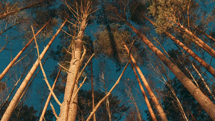 Slider shot motion. Sky Stars Above Crowns Of Pines Trees Woods. Night Natural Starry Sky Above Woods. Night Landscape With Dramatic Sky With Shining Stars. Bottom view. Trees trunks and deep dark